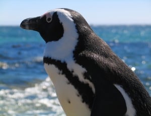 white and black penguin thumbnail