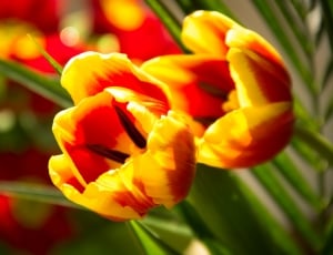 yellow and red bloom flowers thumbnail