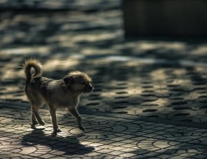brown and gray short coated dog walking on the street thumbnail
