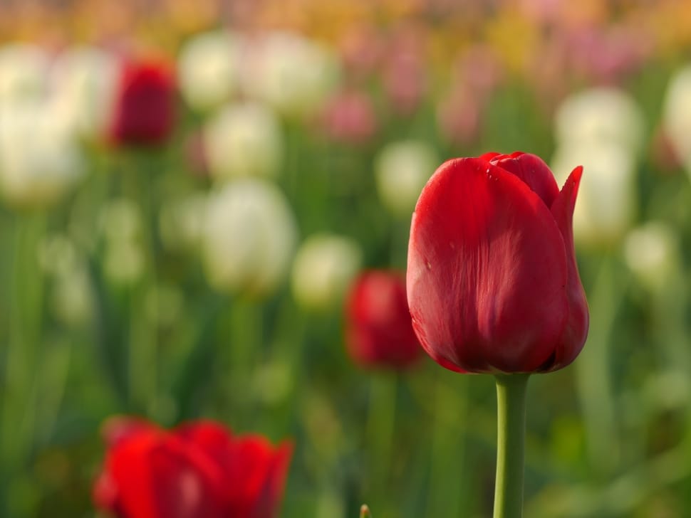 shallow focus photography of red tulips flowers preview