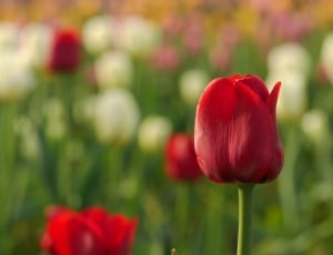 shallow focus photography of red tulips flowers thumbnail