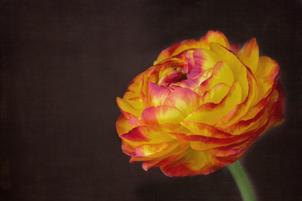 yellow and red tipped  peony preview