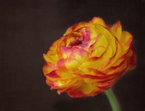yellow and red tipped  peony thumbnail