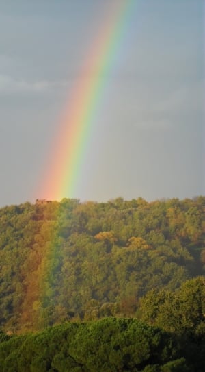 rainbow on forest thumbnail
