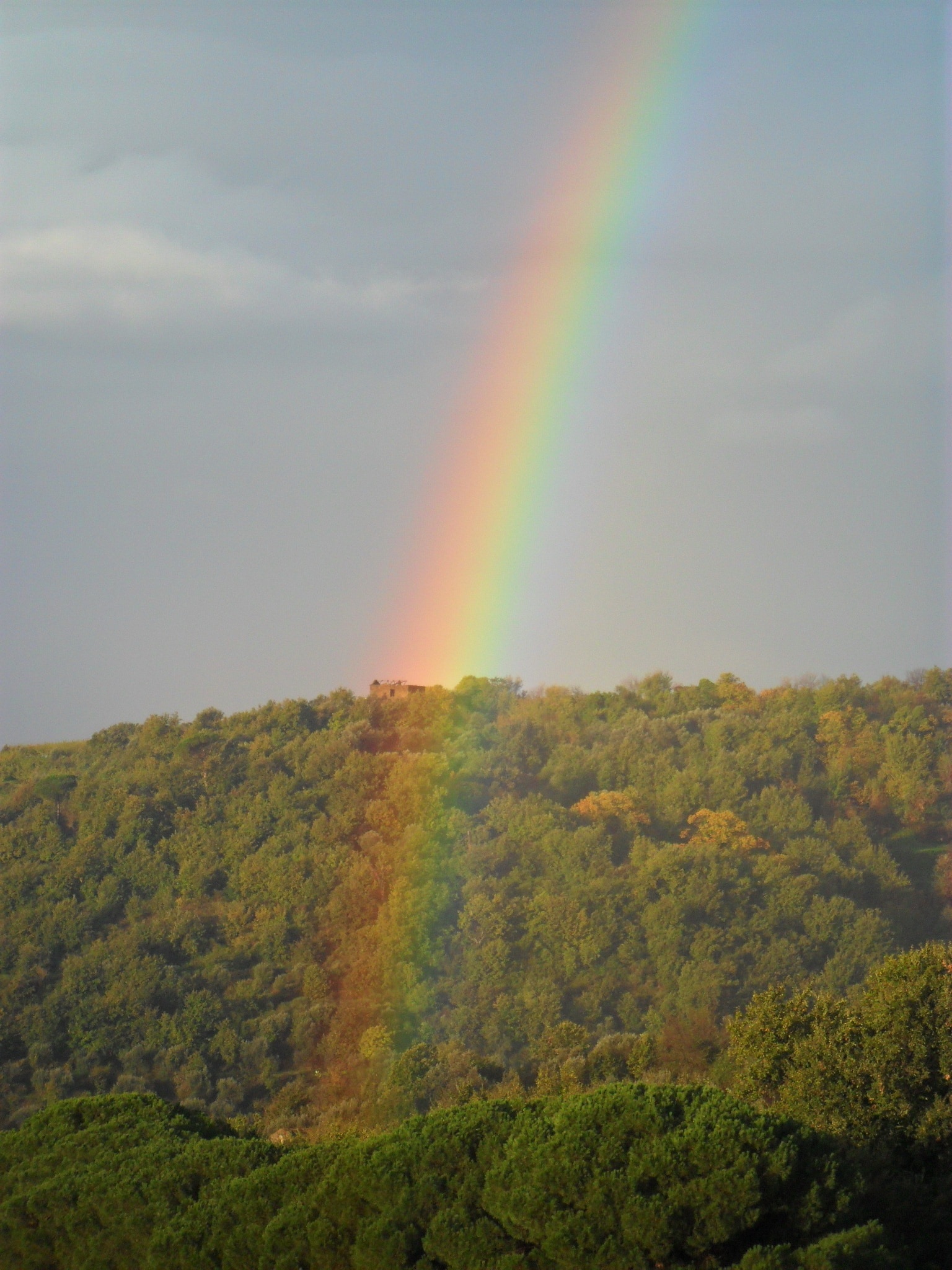 rainbow on forest