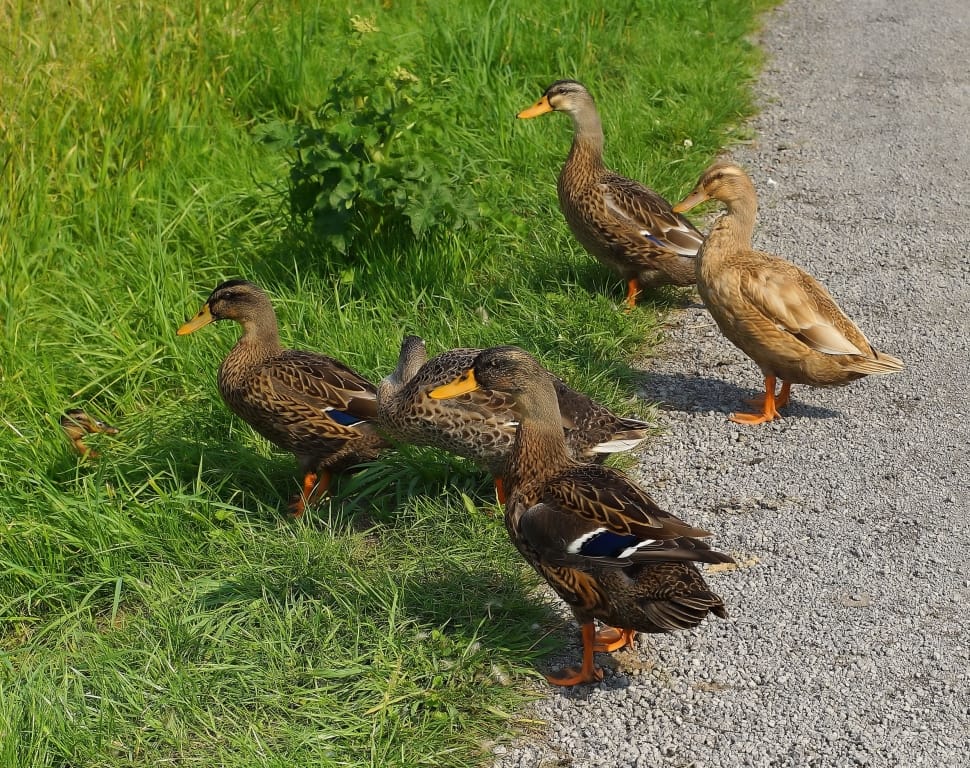 5 brown ducks preview