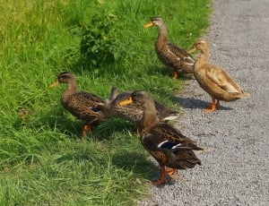 5 brown ducks thumbnail