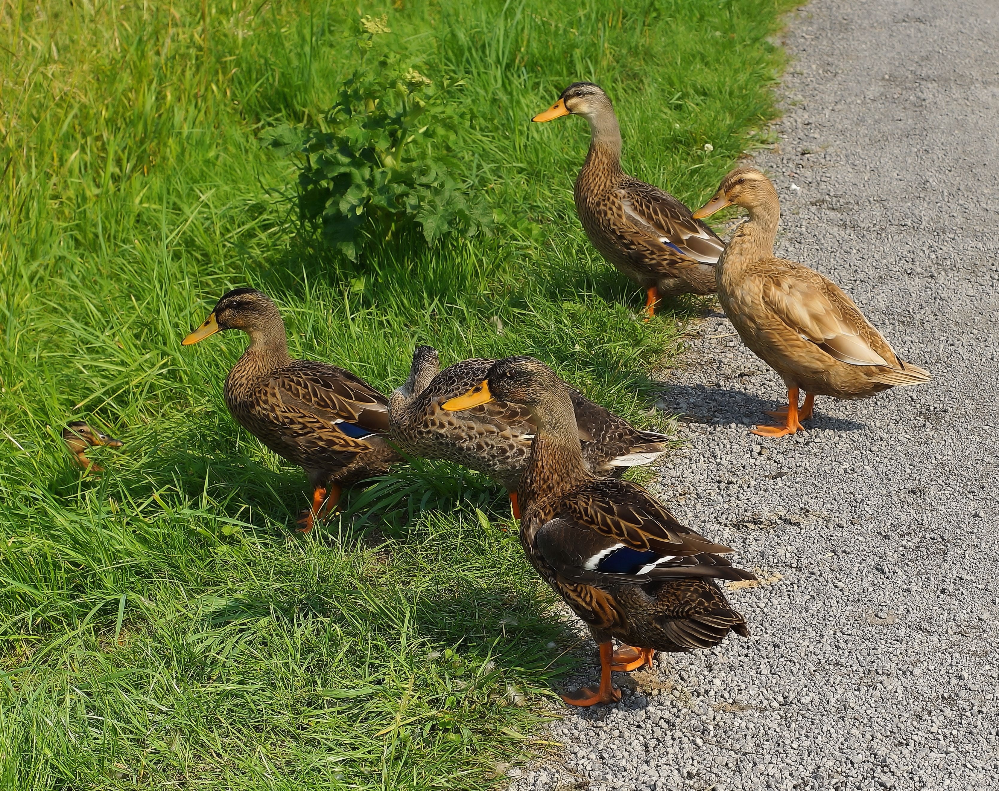 5 brown ducks