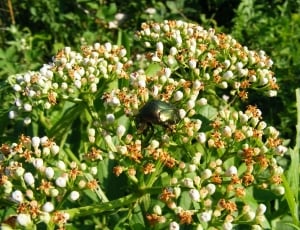 black beetle on top of white flowers thumbnail