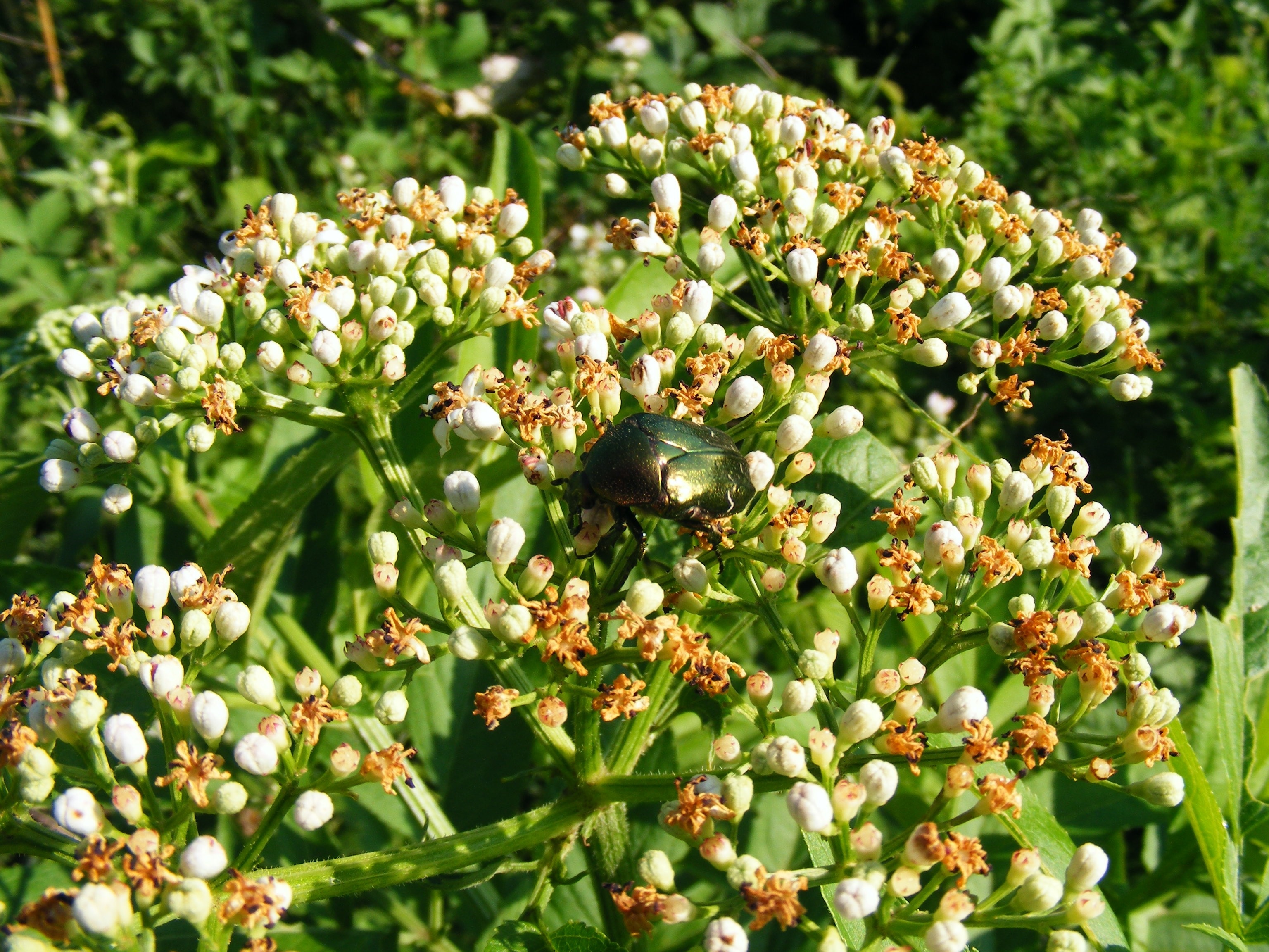 black beetle on top of white flowers