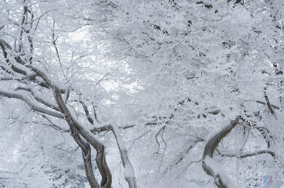 trees covered with snow preview