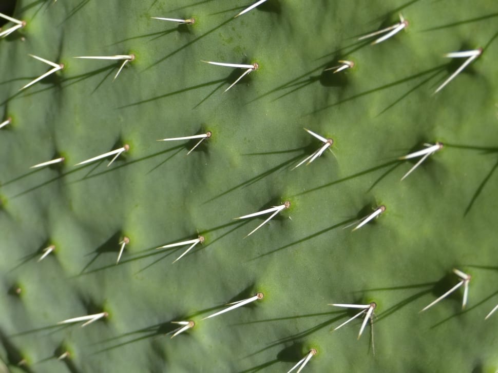 Succulent Plant, Cactus, Thorns, Nature, green color, full frame preview