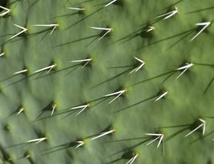Succulent Plant, Cactus, Thorns, Nature, green color, full frame thumbnail