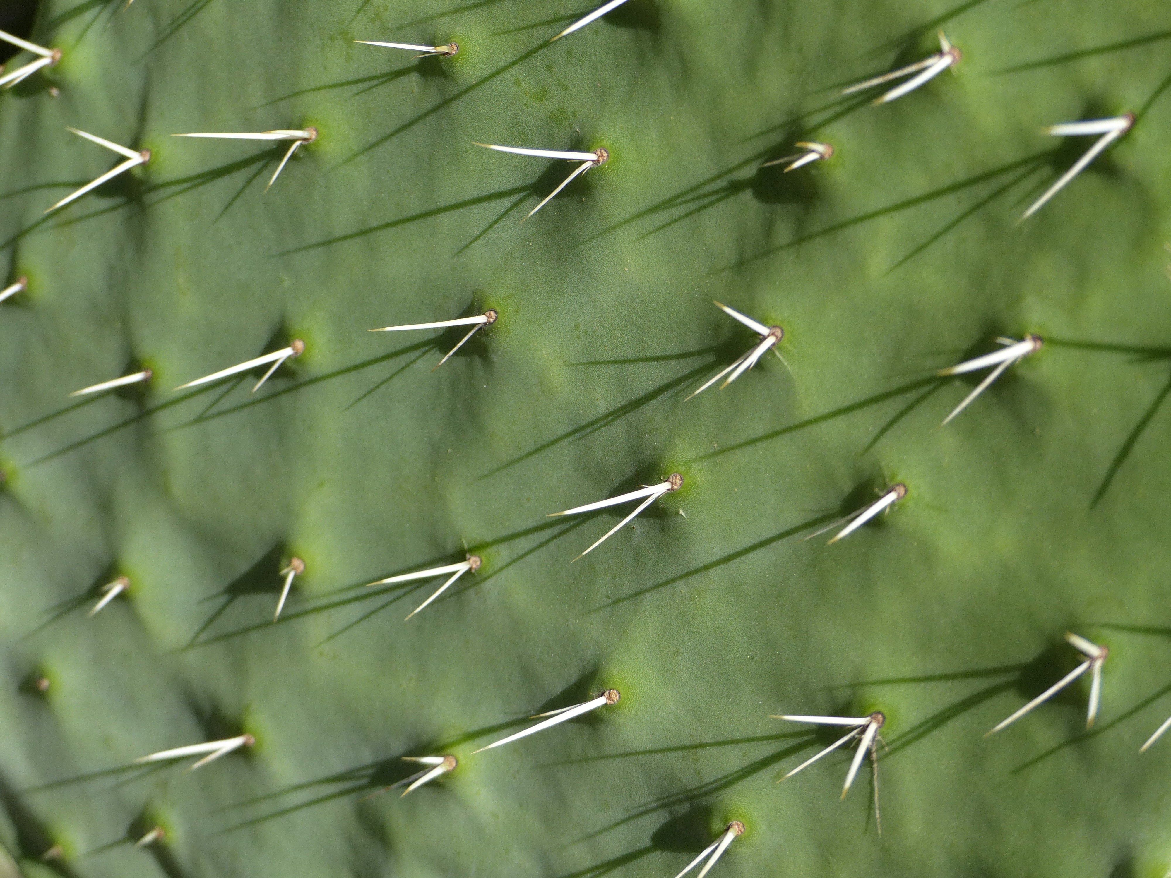 Succulent Plant, Cactus, Thorns, Nature, green color, full frame