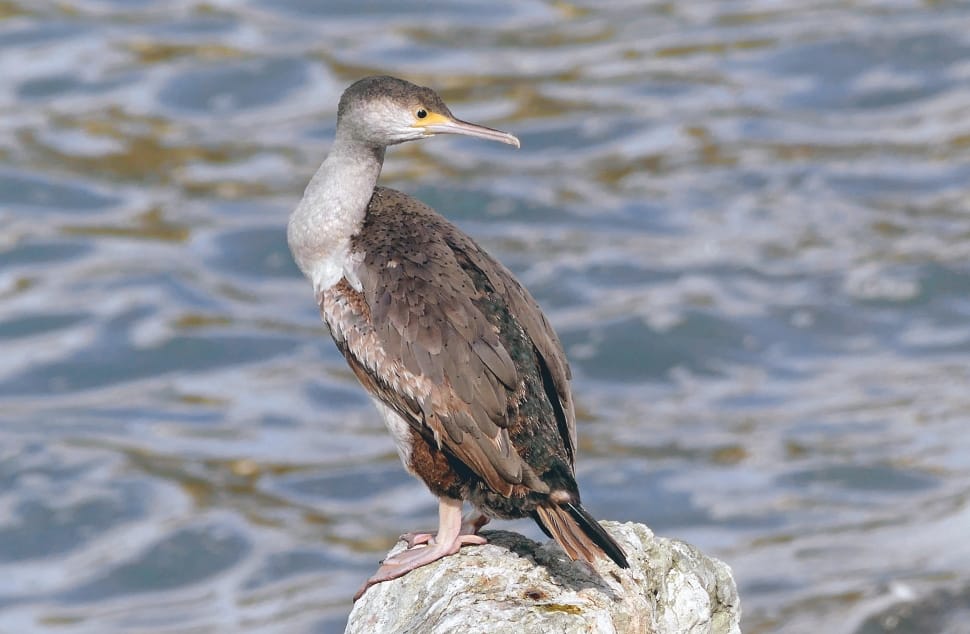 Spotted Shag. New Zealand. preview