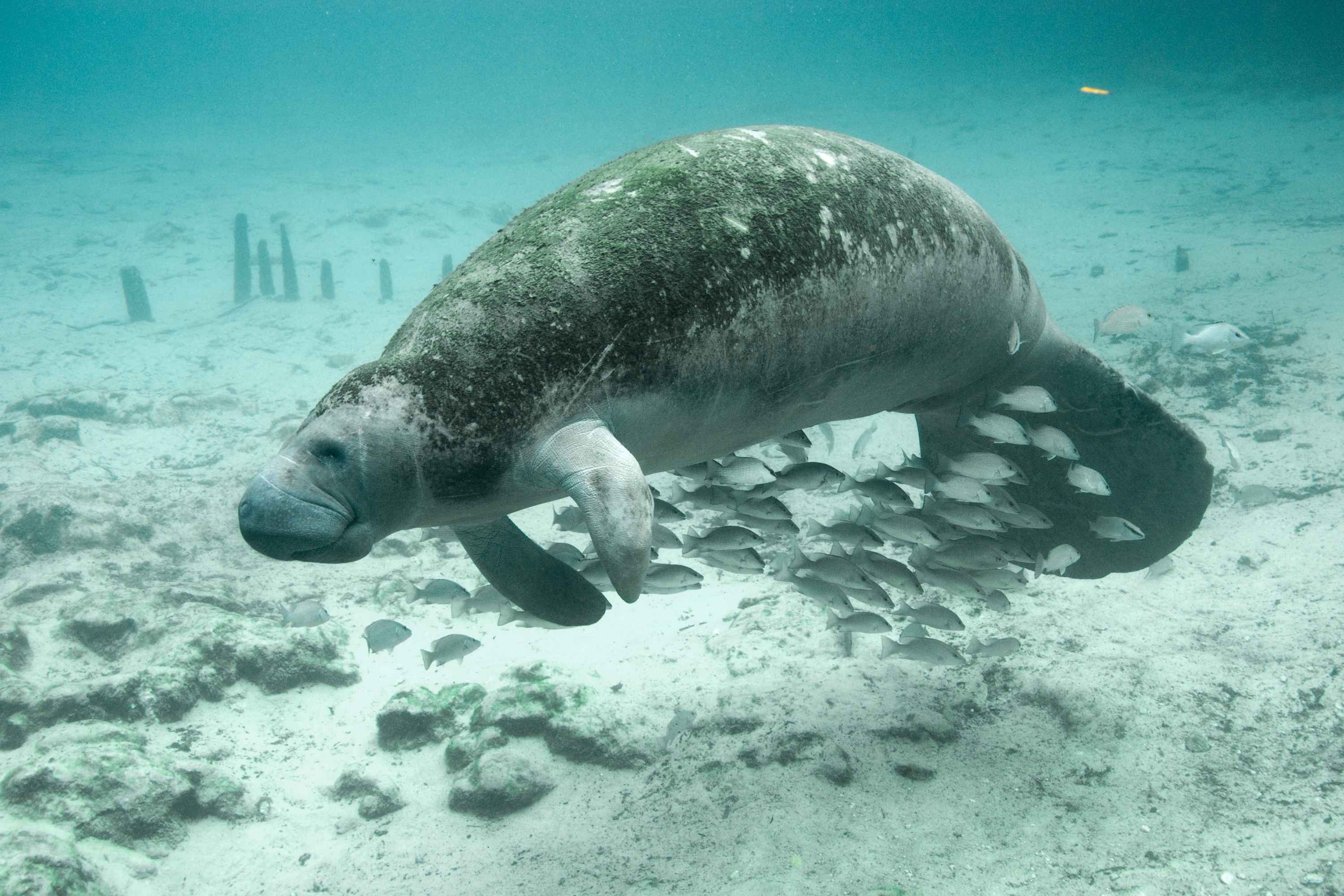 brown and grey manatee