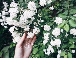 person touching white petaled flowers thumbnail