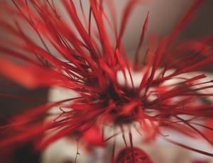 Texture, Bokeh, Lines, Background, Red, red, close-up thumbnail