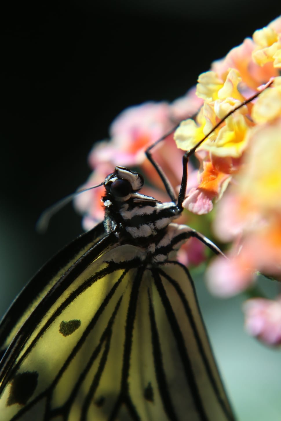 white black and yellow veined butterfly preview