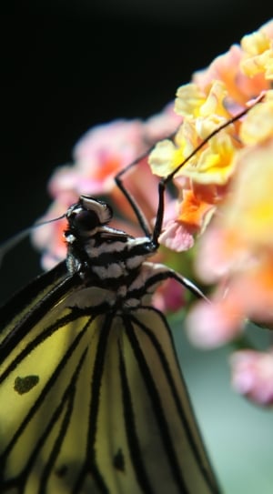 white black and yellow veined butterfly thumbnail