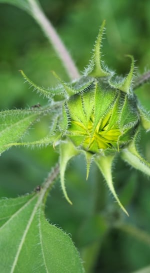 Sun Flower, Plant, Bud, Flower, Nature, green color, growth thumbnail