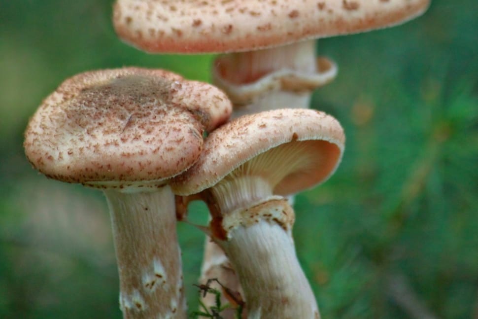 Autumn, Plant, Nature, Mushrooms, Forest, mushroom, fungus preview