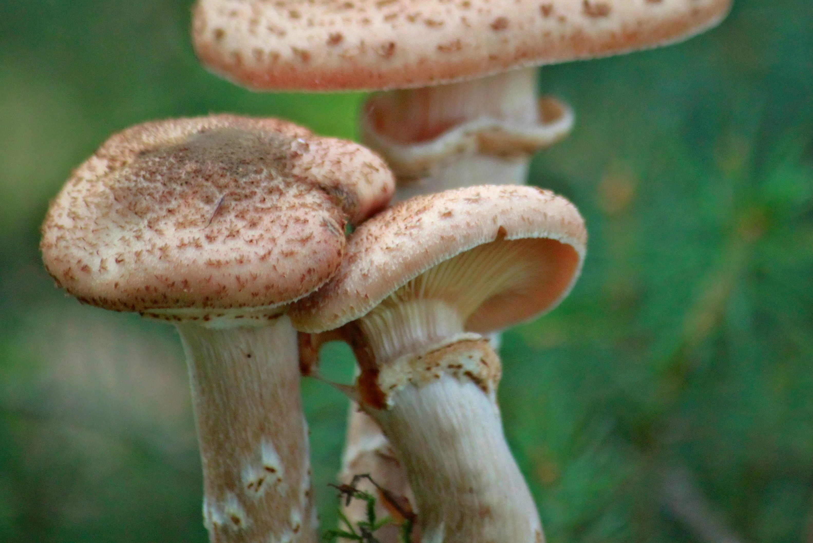 Autumn, Plant, Nature, Mushrooms, Forest, mushroom, fungus