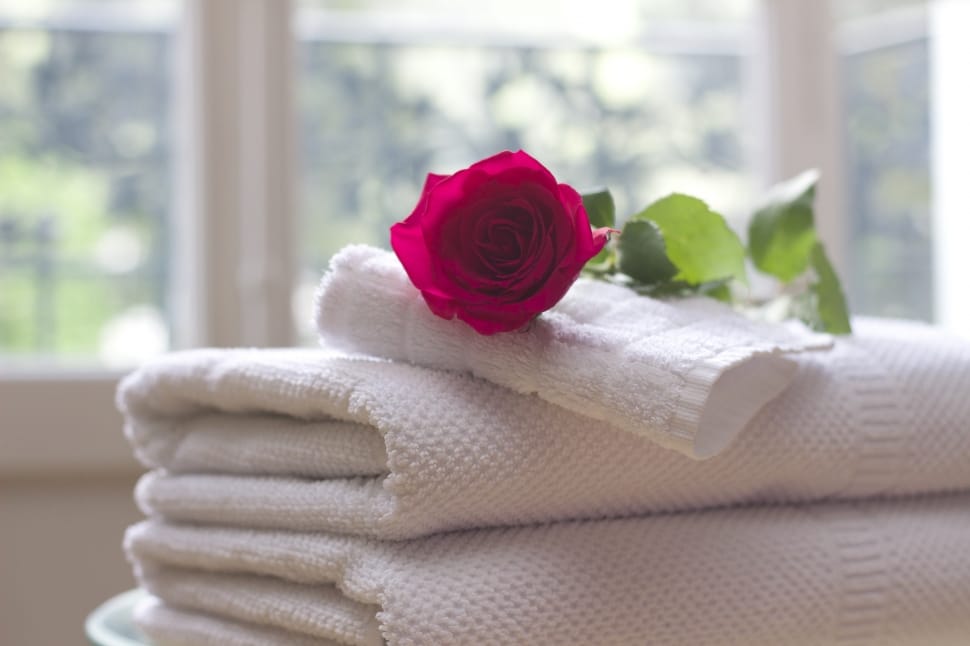 Salon, Towel, Care, Rose, Spa, Clean, flower, rose - flower preview