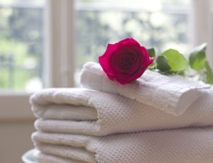 Salon, Towel, Care, Rose, Spa, Clean, flower, rose - flower thumbnail