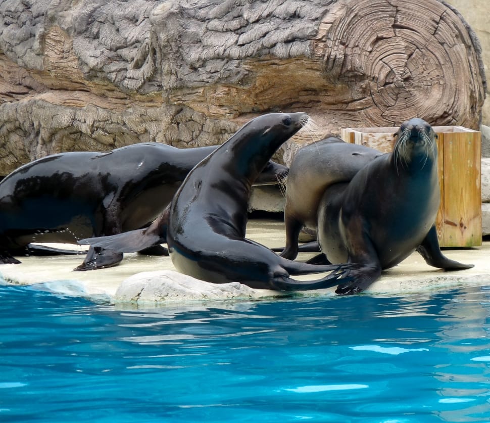 Fins, Mammal, Marine Animals, Sea Lions, water, animals in the wild preview