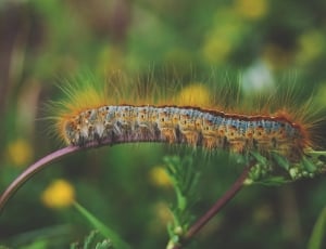 caterpillar on tree twig selective focus photography thumbnail