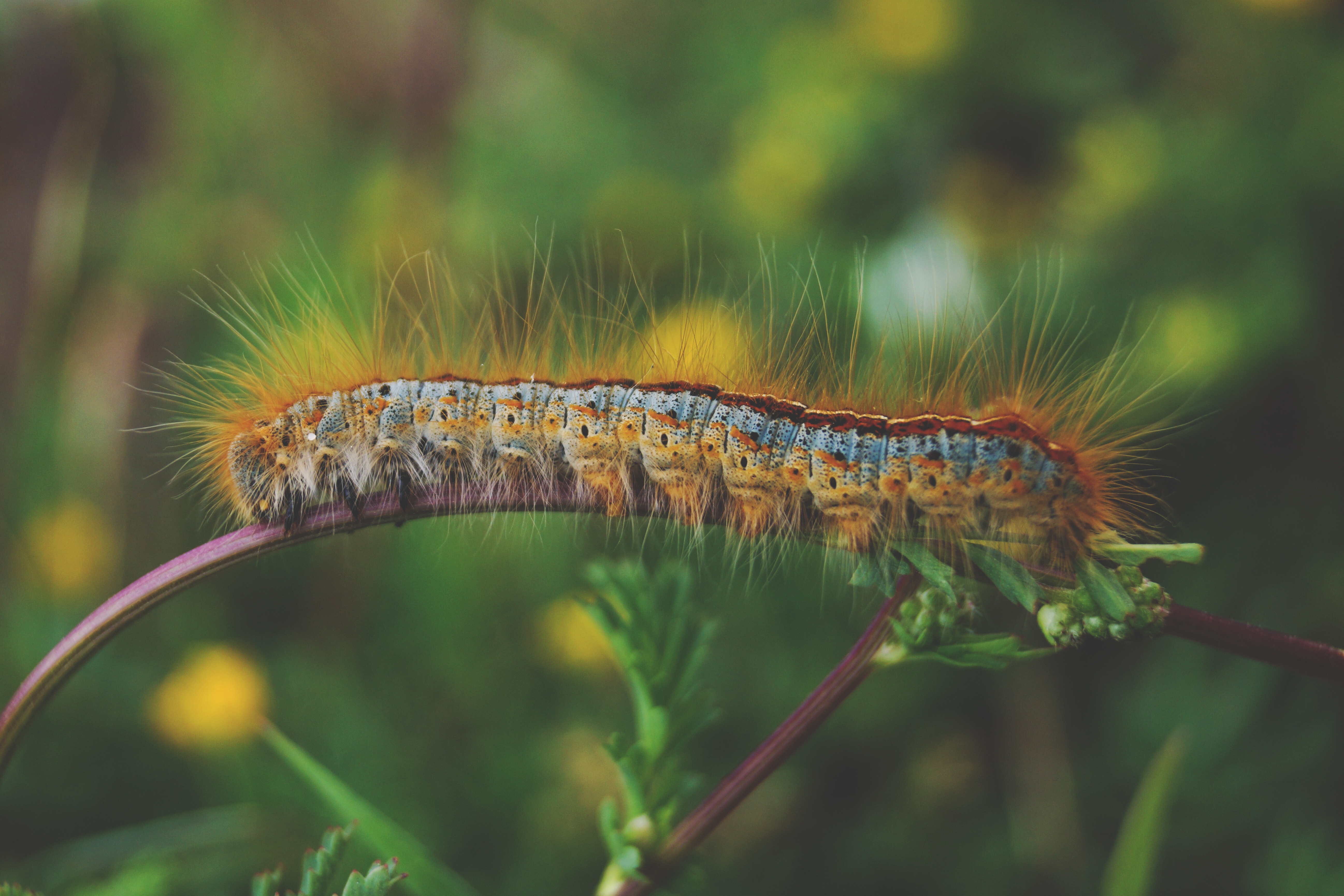 caterpillar on tree twig selective focus photography