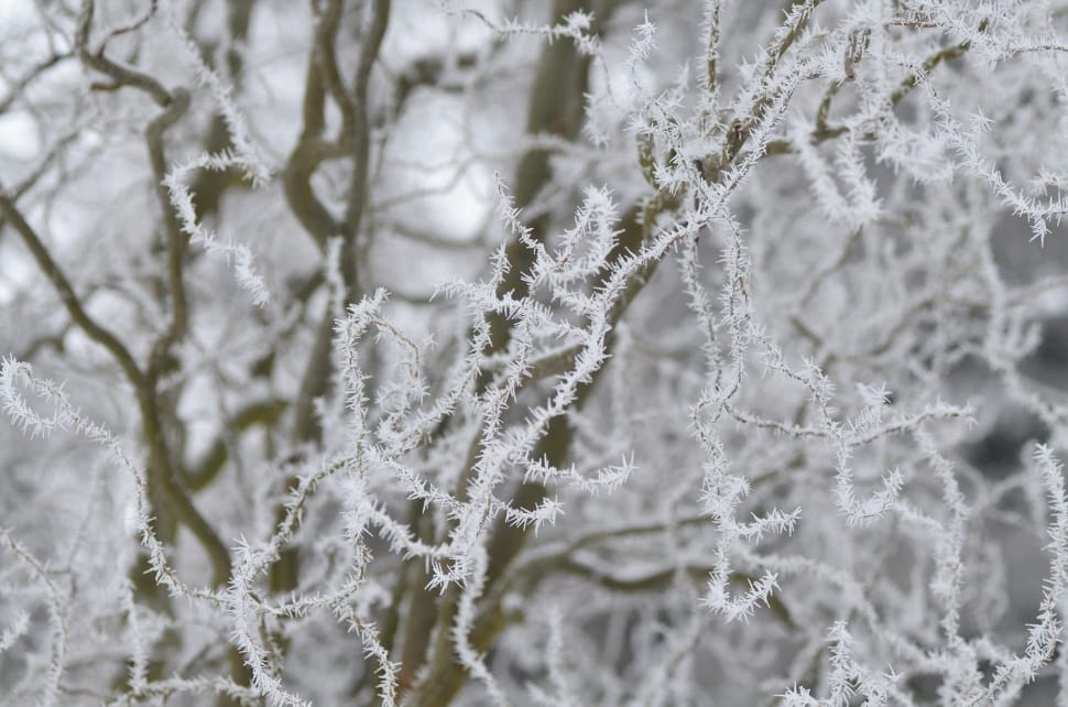 white dry branches preview