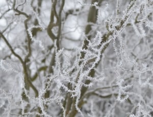 white dry branches thumbnail