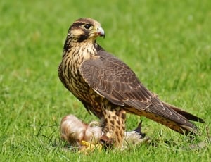 Falcon, Wildpark Poing, Prey, Access, grass, one animal thumbnail