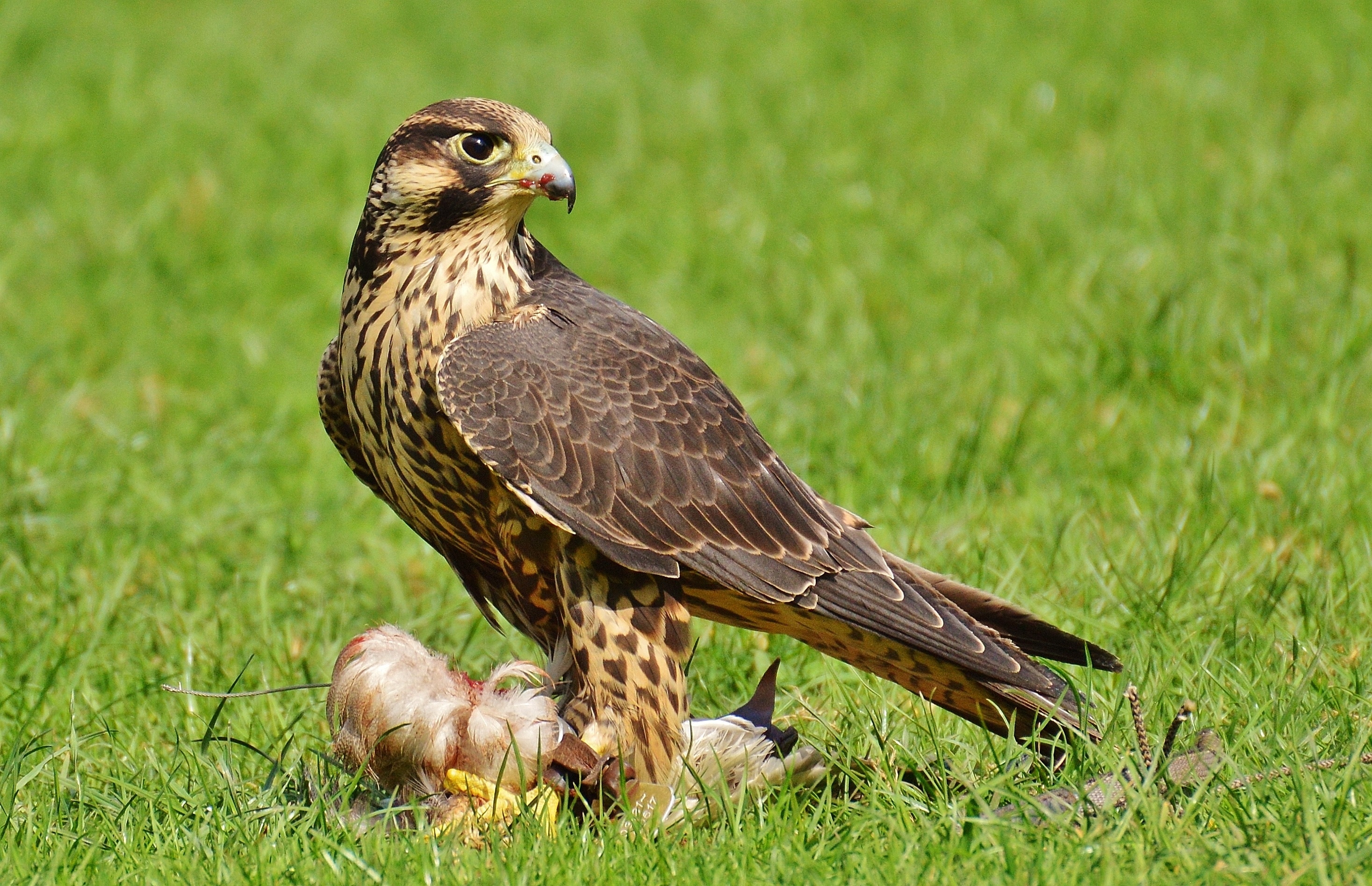 Falcon, Wildpark Poing, Prey, Access, grass, one animal