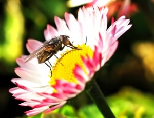 mosca domestica on pink multi petaled flower thumbnail