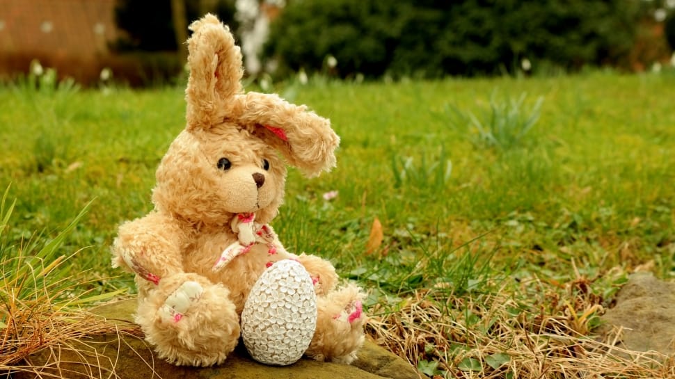 Hare, Stuffed Animal, Soft Toy, Fabric, teddy bear, stuffed toy preview