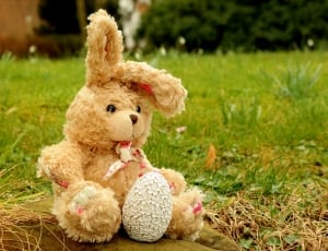 Hare, Stuffed Animal, Soft Toy, Fabric, teddy bear, stuffed toy thumbnail