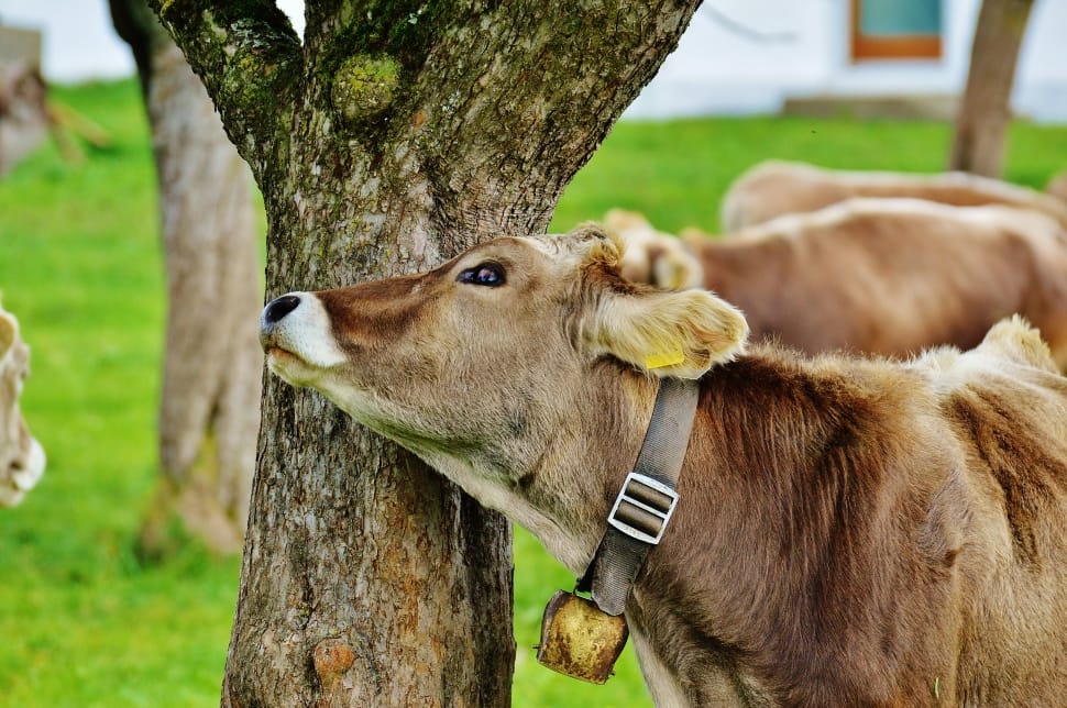 brown calf with black collar leaning on grey tree trunk preview