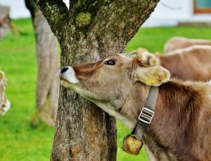 brown calf with black collar leaning on grey tree trunk thumbnail