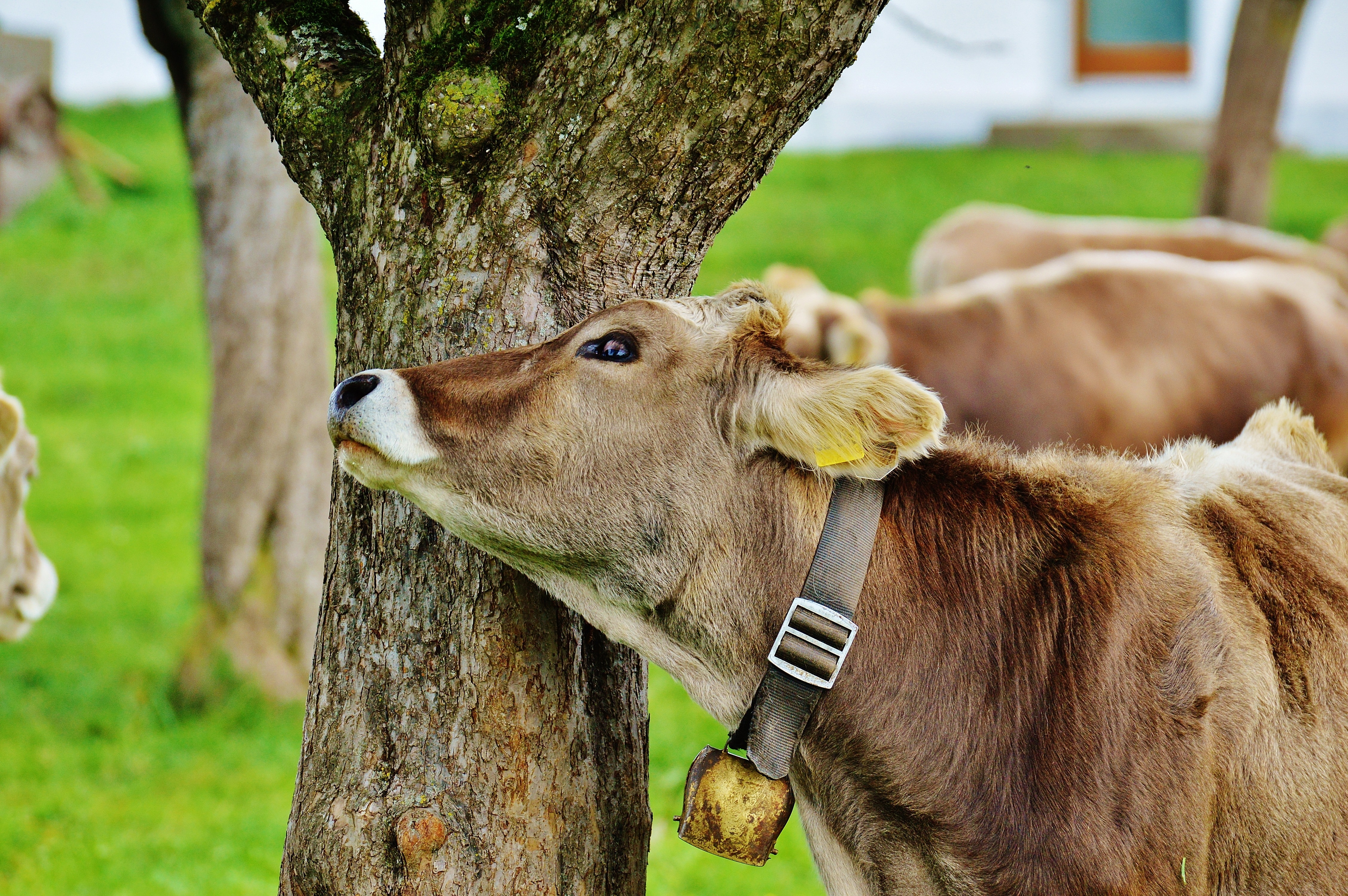 brown calf with black collar leaning on grey tree trunk