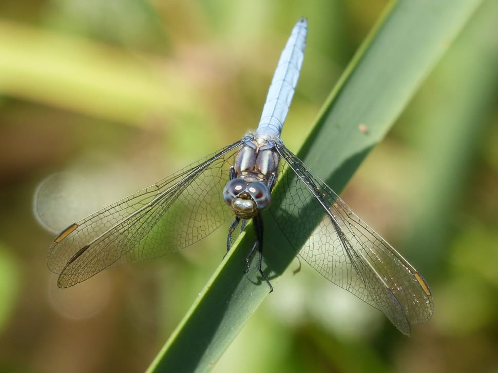 Blue Eyed skimmer on green leaf in closeup photography preview