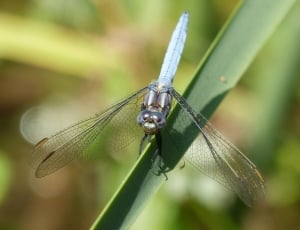 Blue Eyed skimmer on green leaf in closeup photography thumbnail