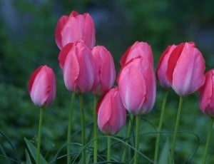 bunch of pink tulips thumbnail