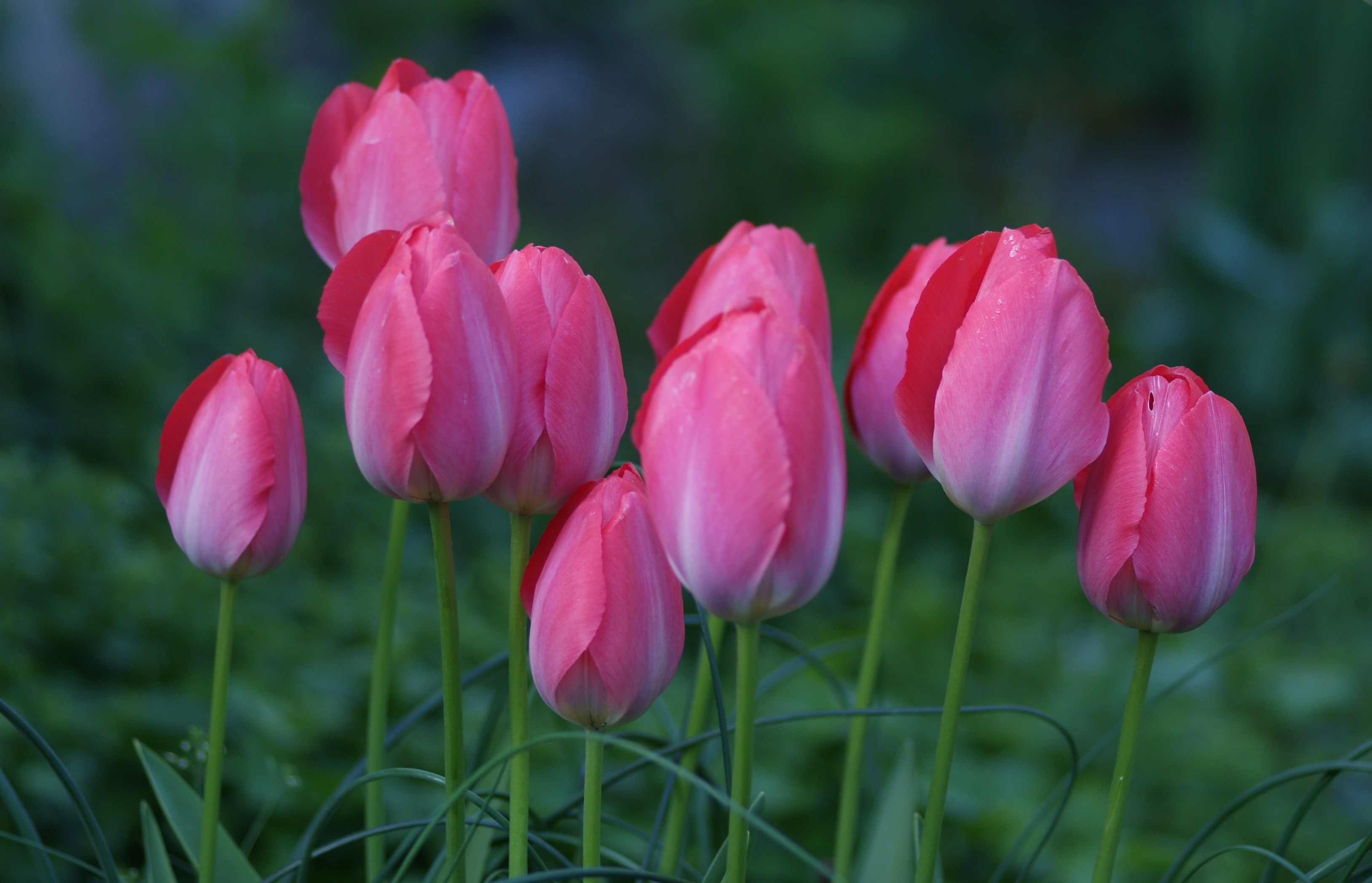 bunch of pink tulips