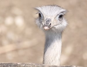 white ostrich thumbnail