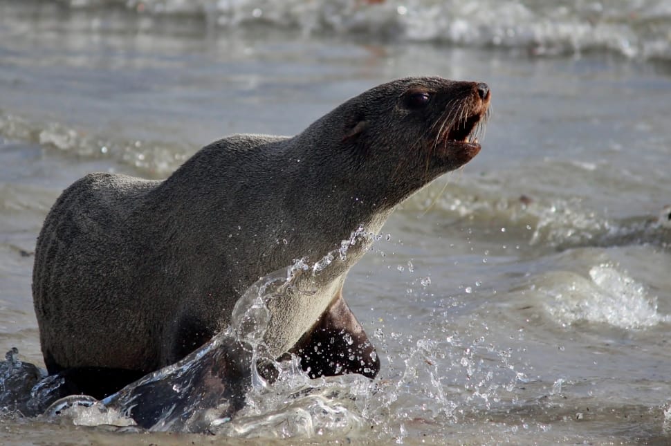 Sealion playing on sea shore during day time preview