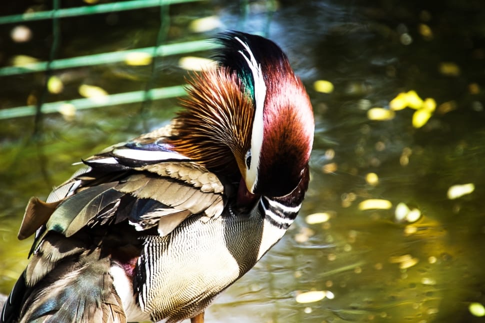 Mandarin Ducks, Mandarin Duck, Bird, one animal, bird preview