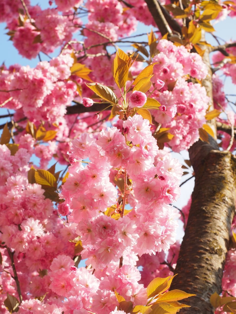 pink flower tree preview